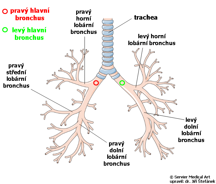 Jak se dělí Bronchy?