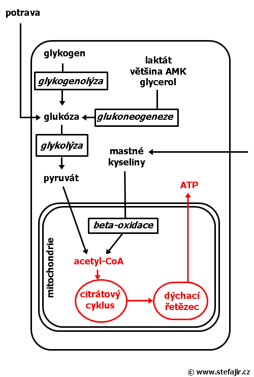 Co vytváří energií v buňce?