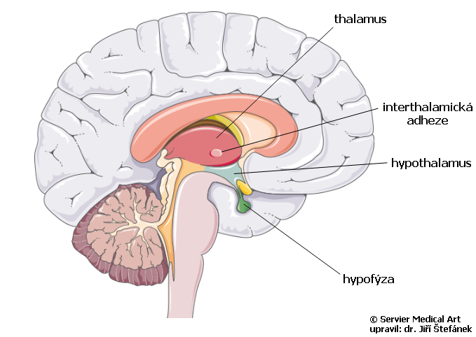 Co vytvari hypothalamus?